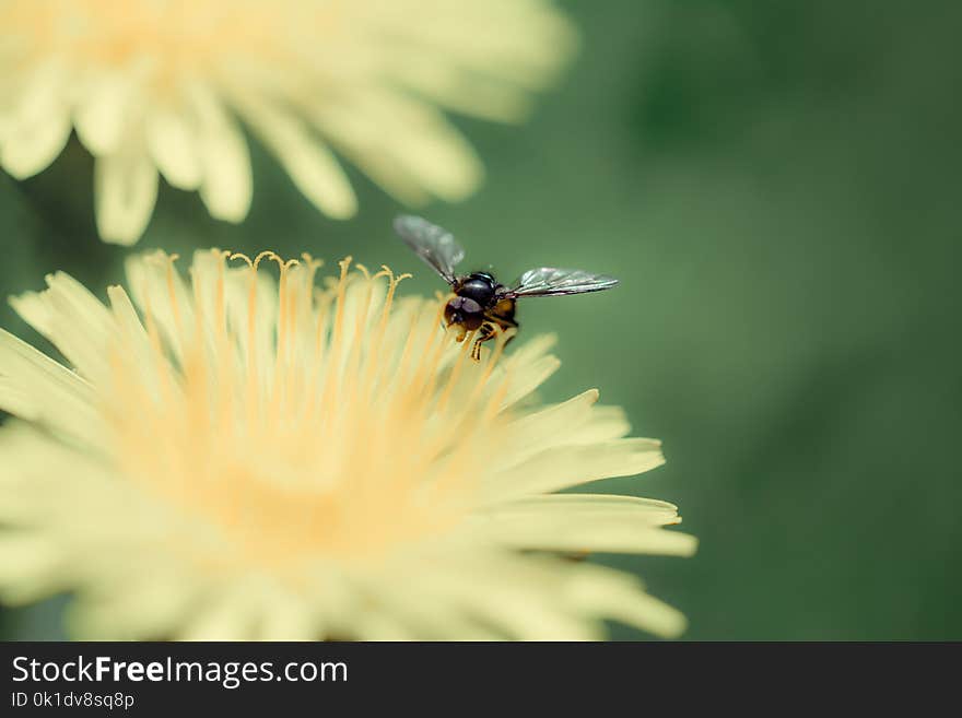 Insect, Flower, Nectar, Honey Bee