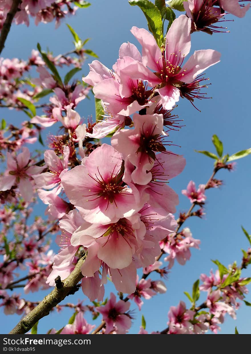 Pink, Blossom, Flower, Plant