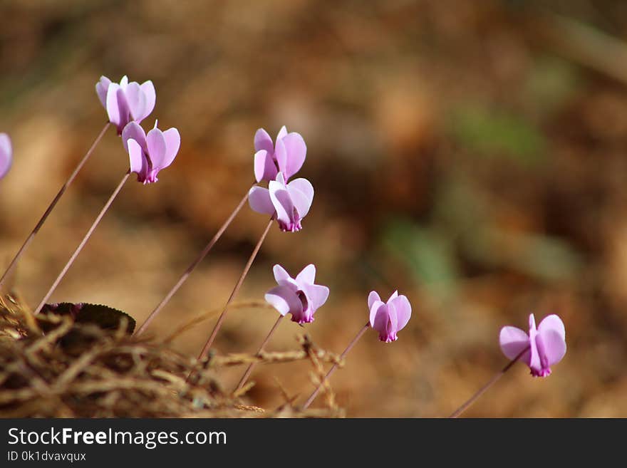 Flower, Plant, Flowering Plant, Wildflower