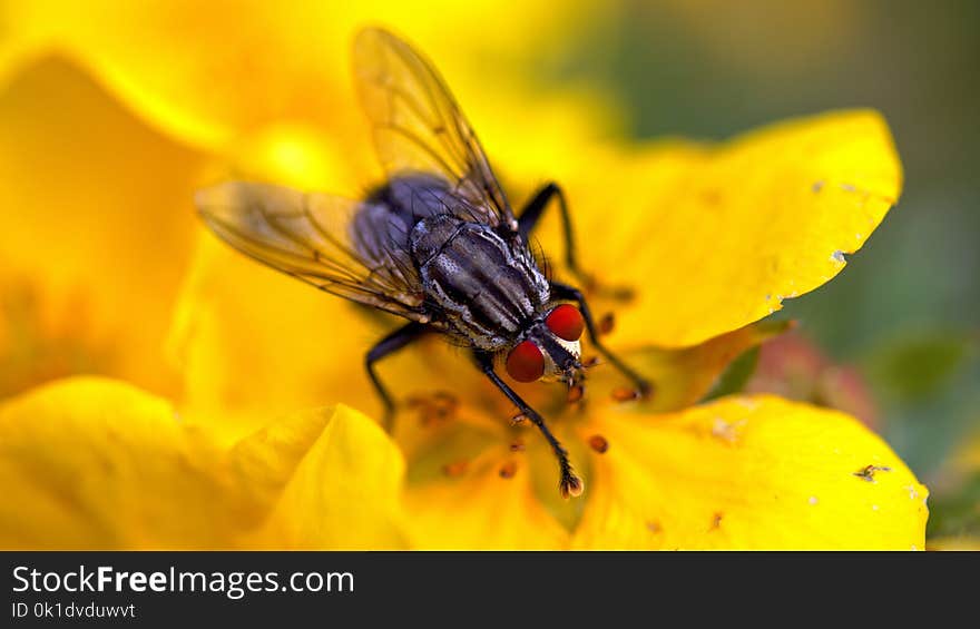 Insect, Pest, Fly, Nectar