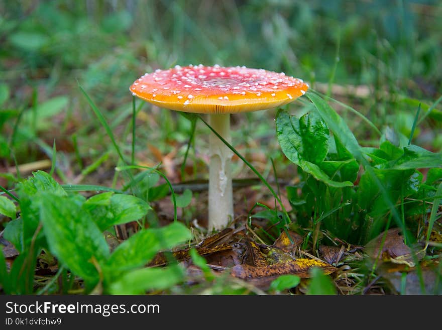 Fungus, Agaric, Mushroom, Medicinal Mushroom