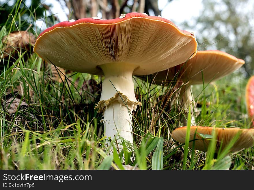 Mushroom, Fungus, Edible Mushroom, Agaric