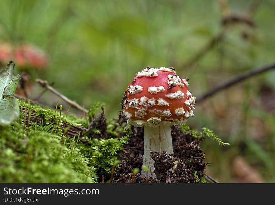 Fungus, Mushroom, Agaric, Edible Mushroom