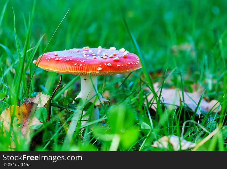 Mushroom, Grass, Fungus, Agaric