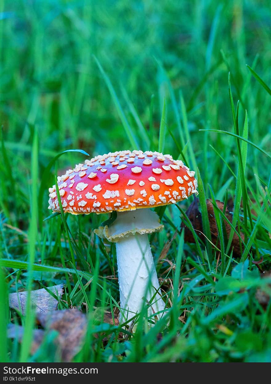 Mushroom, Fungus, Agaric, Edible Mushroom