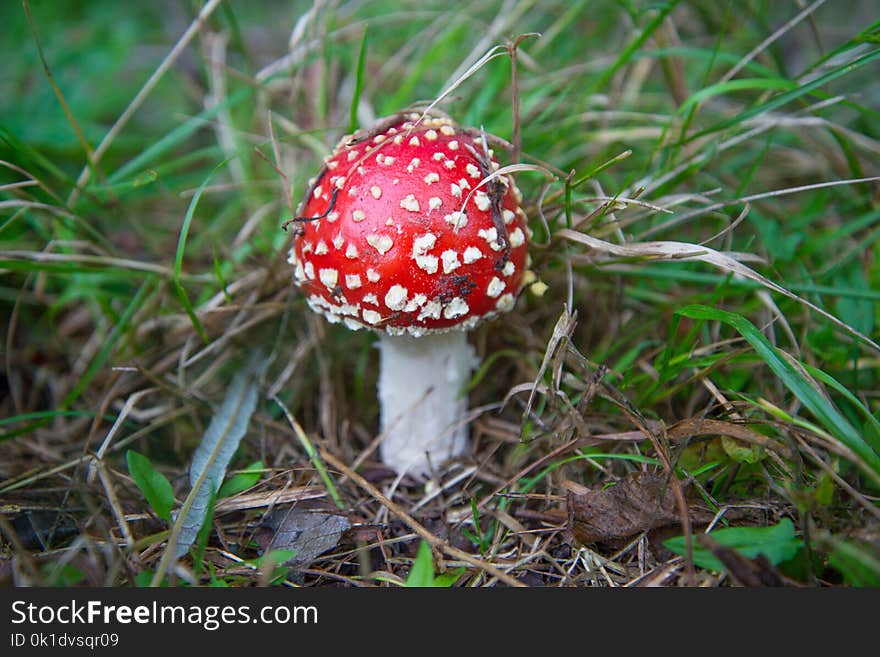 Mushroom, Fungus, Agaric, Edible Mushroom