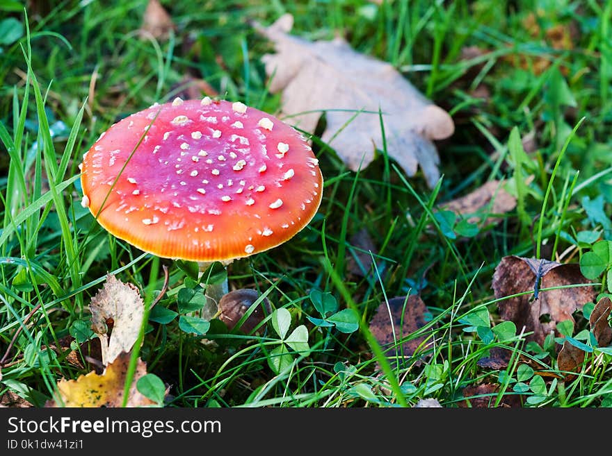 Mushroom, Fungus, Agaric, Edible Mushroom