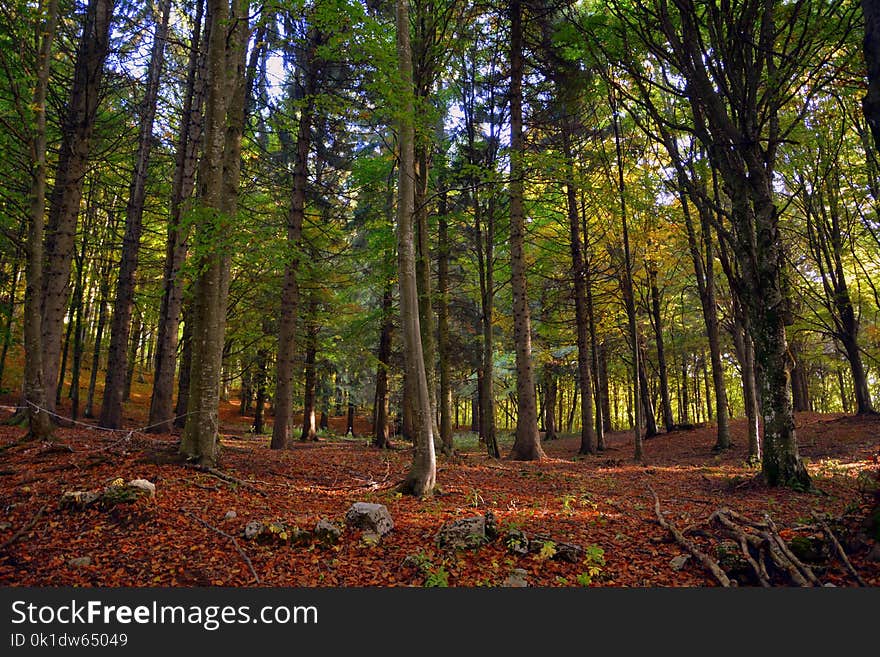 Woodland, Nature, Forest, Ecosystem