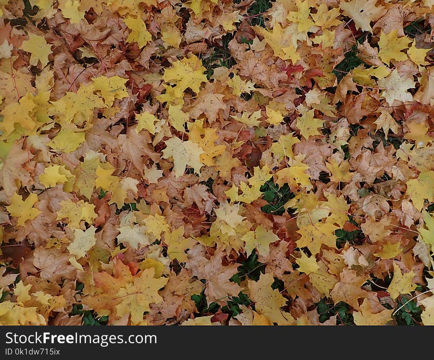 Yellow, Leaf, Autumn, Deciduous