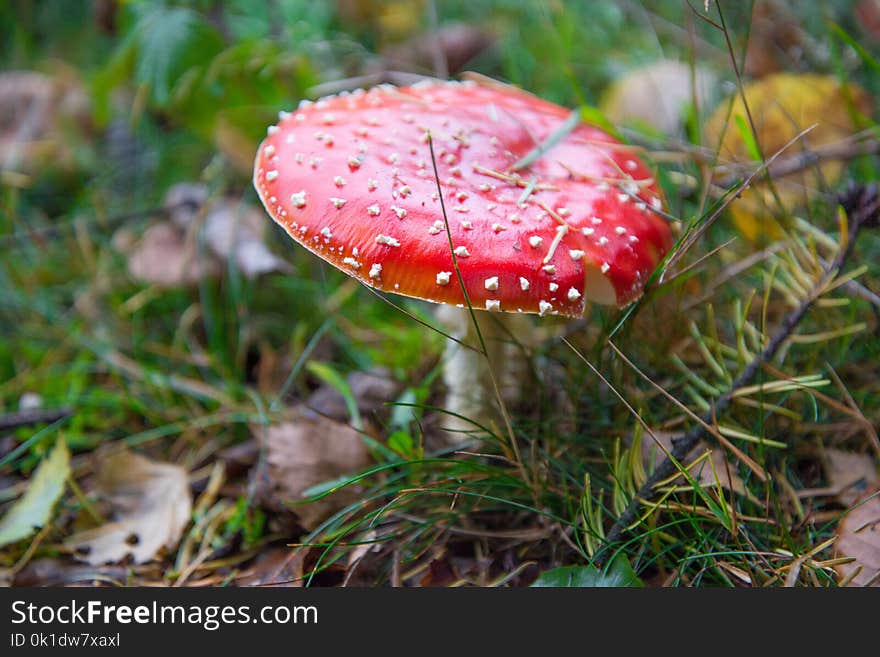 Mushroom, Fungus, Agaric, Edible Mushroom