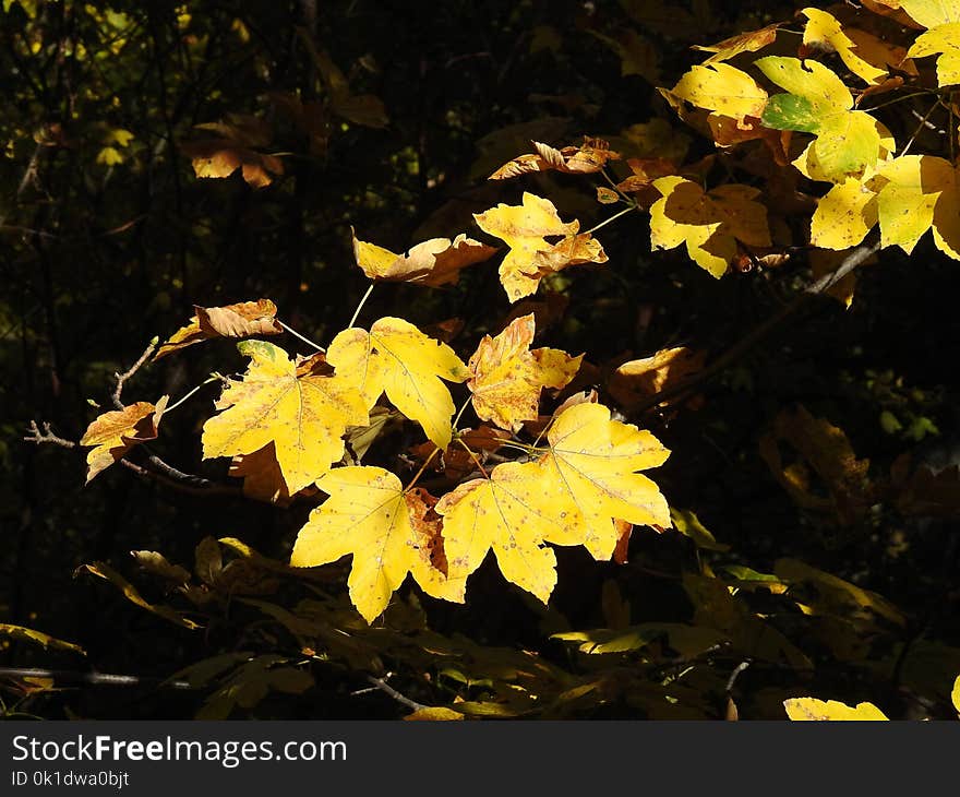 Leaf, Yellow, Flora, Plant