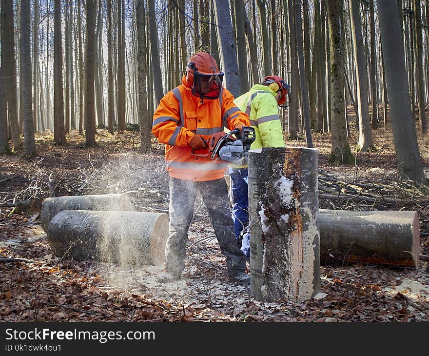 Tree, Woodland, Forest, Geological Phenomenon