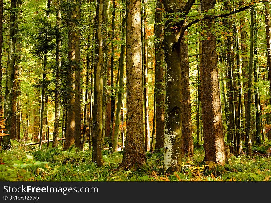 Woodland, Ecosystem, Forest, Temperate Broadleaf And Mixed Forest