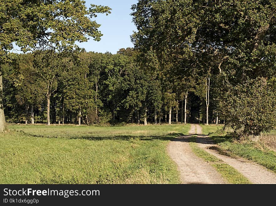 Ecosystem, Tree, Nature Reserve, Vegetation