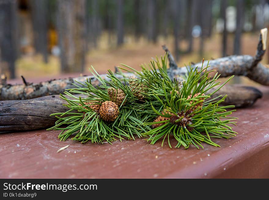 Branch, Tree, Pine Family, Conifer