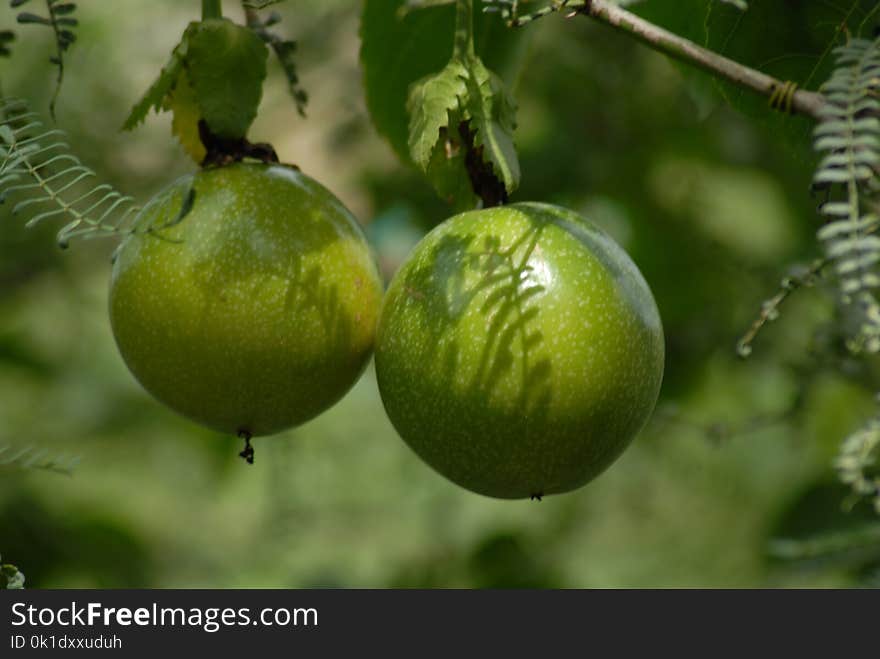 Fruit, Citrus, Fruit Tree, Produce