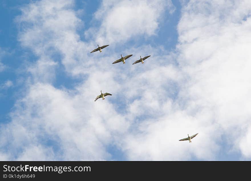 Sky, Flight, Aviation, Cloud