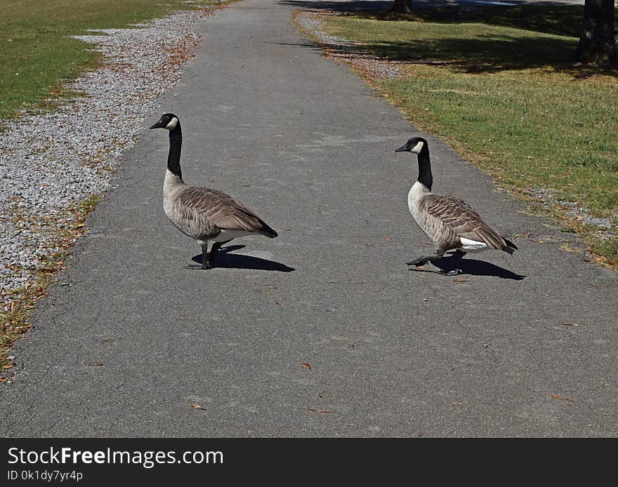 Bird, Fauna, Water Bird, Goose