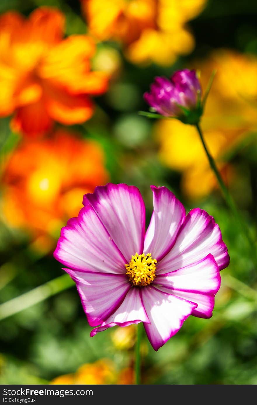 Flower, Garden Cosmos, Flora, Yellow