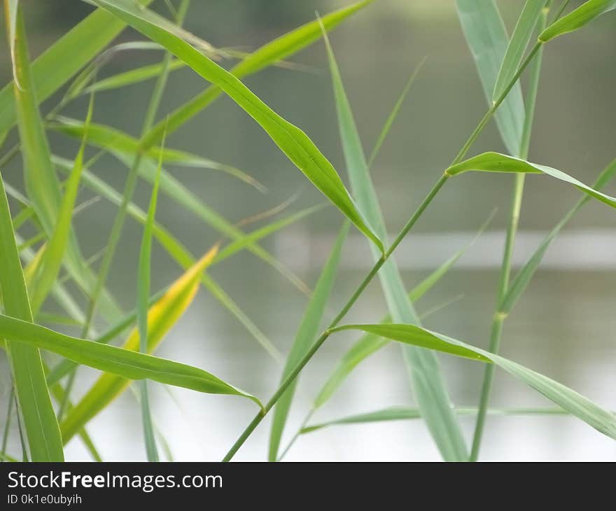 Grass, Plant, Grass Family, Leaf