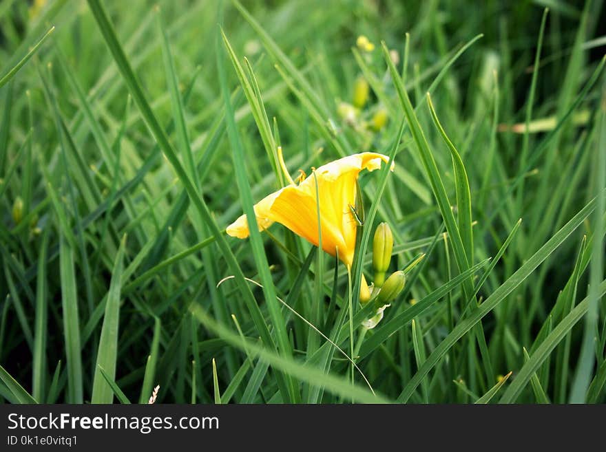 Plant, Flower, Flora, Vegetation