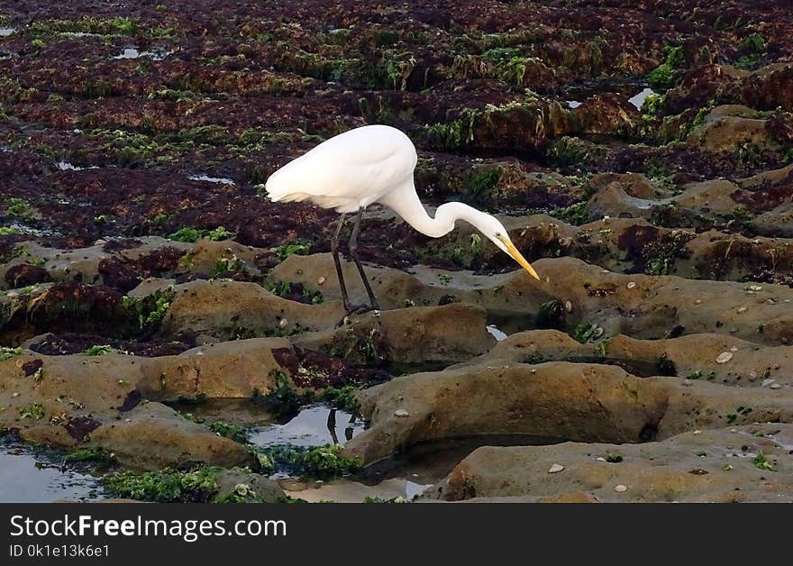 Bird, Fauna, Egret, Heron