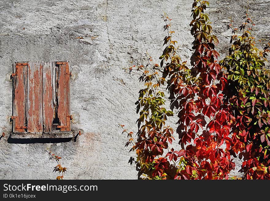 Wall, Winter, Tree, Flower