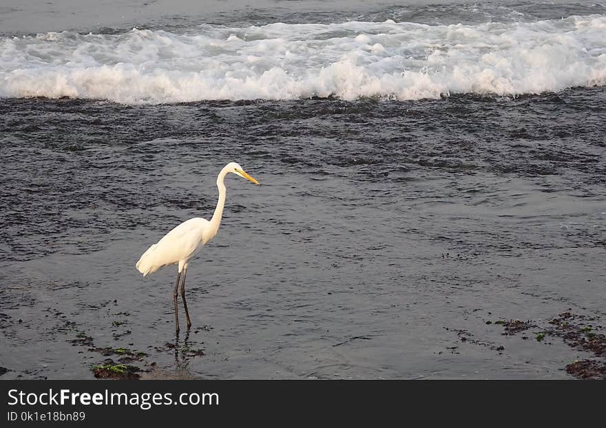 Bird, Water, Beak, Egret