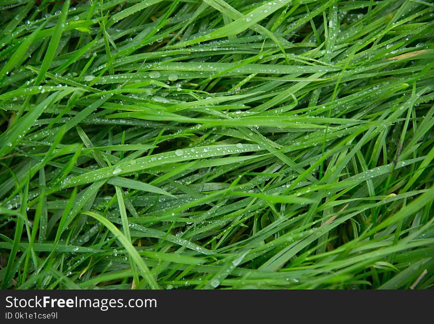 Grass, Grass Family, Sweet Grass, Moisture