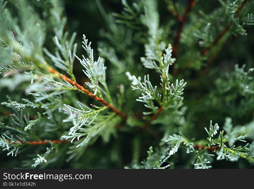 Branch, Tree, Conifer, Pine Family