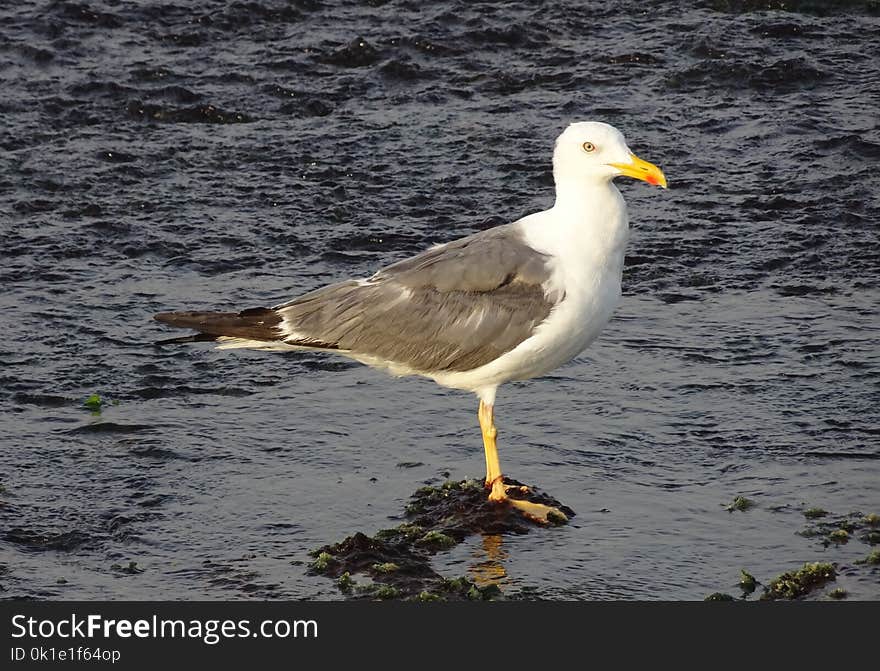 Bird, Gull, Seabird, European Herring Gull