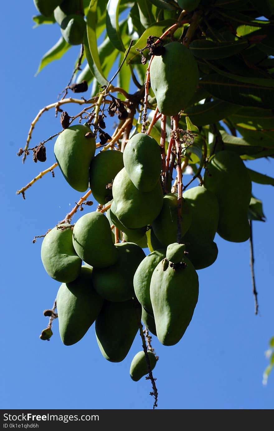 Fruit Tree, Tree, Fruit, Plant