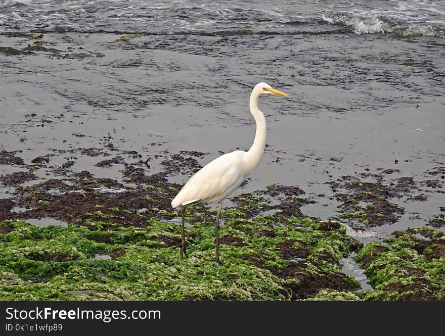 Bird, Great Egret, Egret, Heron