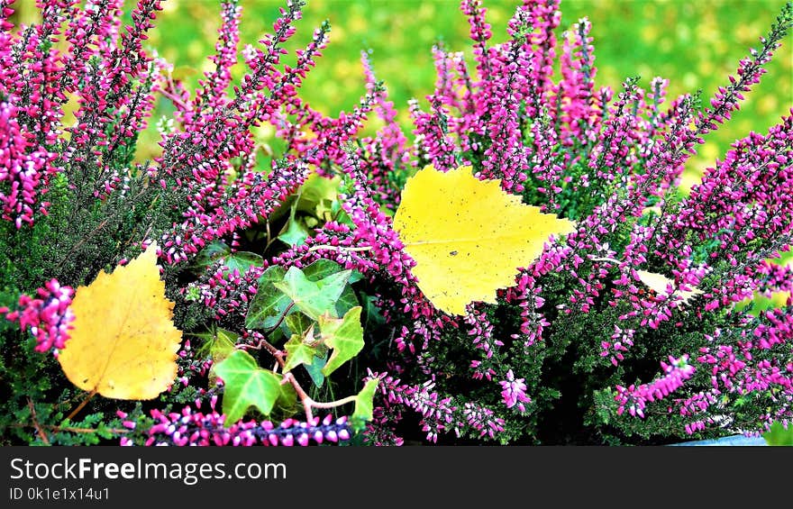 Plant, Flower, Flora, Flowering Plant