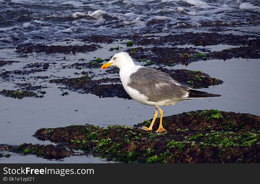 Bird, Seabird, Ecosystem, Gull