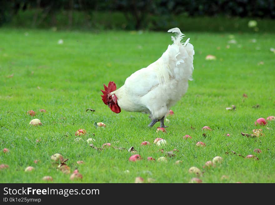 Chicken, Bird, Galliformes, Rooster