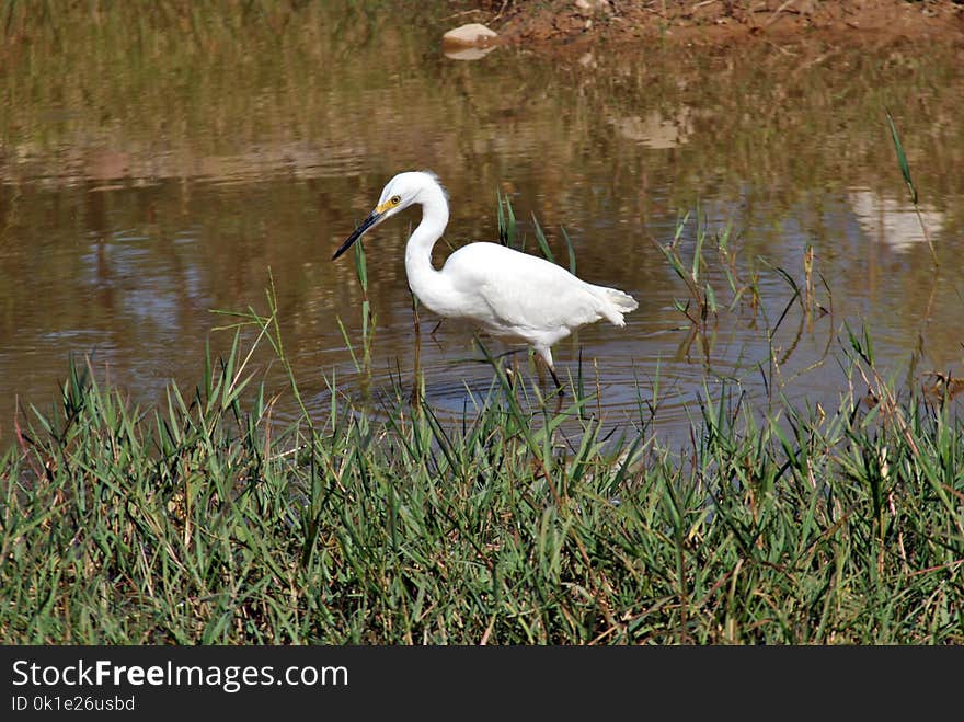 Bird, Ecosystem, Nature Reserve, Fauna