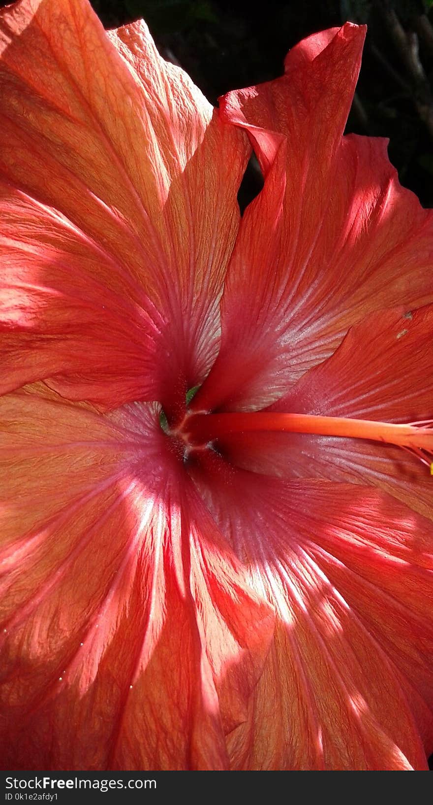 Flower, Red, Hibiscus, Plant