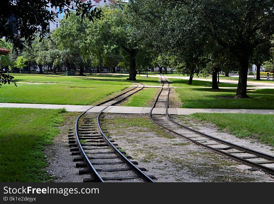 Track, Tree, Path, Plant