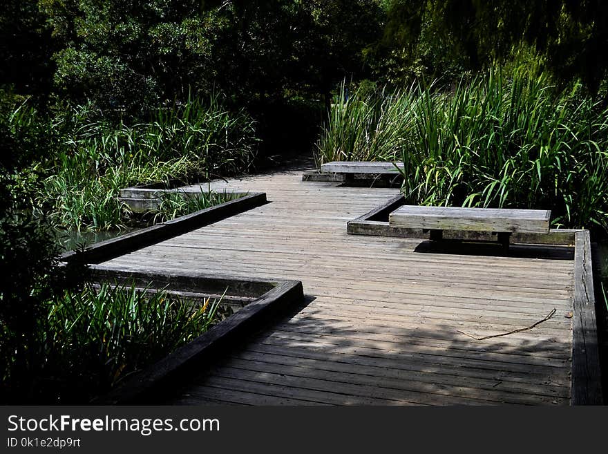 Water, Walkway, Path, Plant