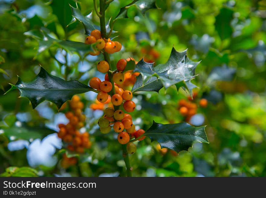 Aquifoliaceae, Flora, Plant, Aquifoliales