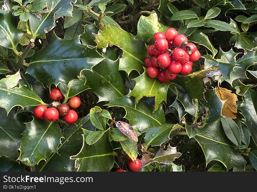 Aquifoliaceae, Plant, Holly, Aquifoliales