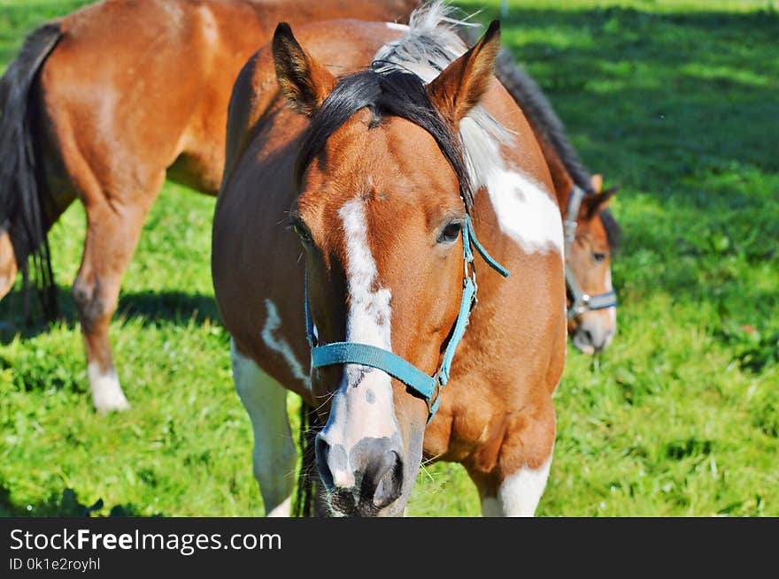 Horse, Bridle, Halter, Horse Tack