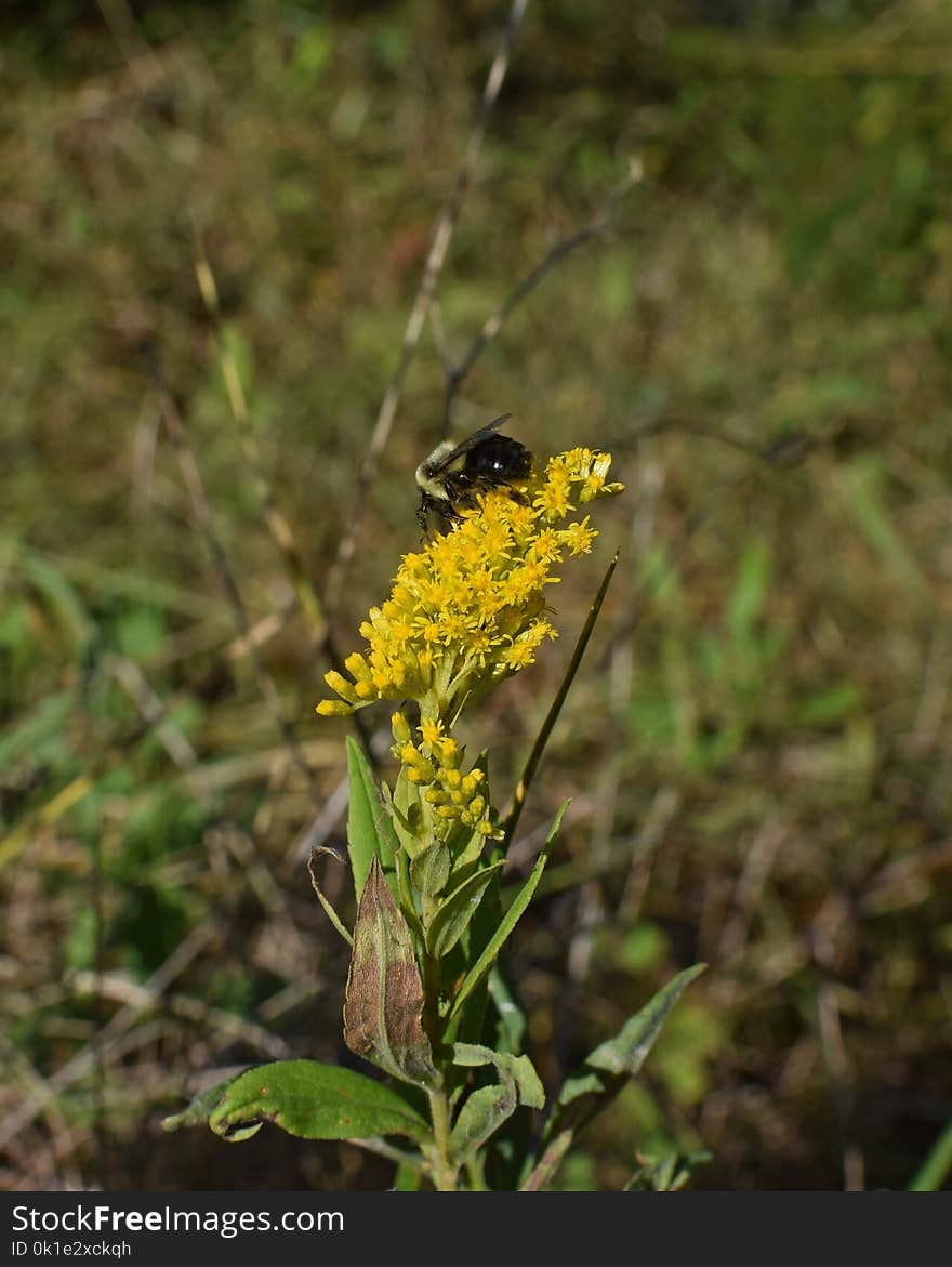 Flora, Flower, Plant, Membrane Winged Insect