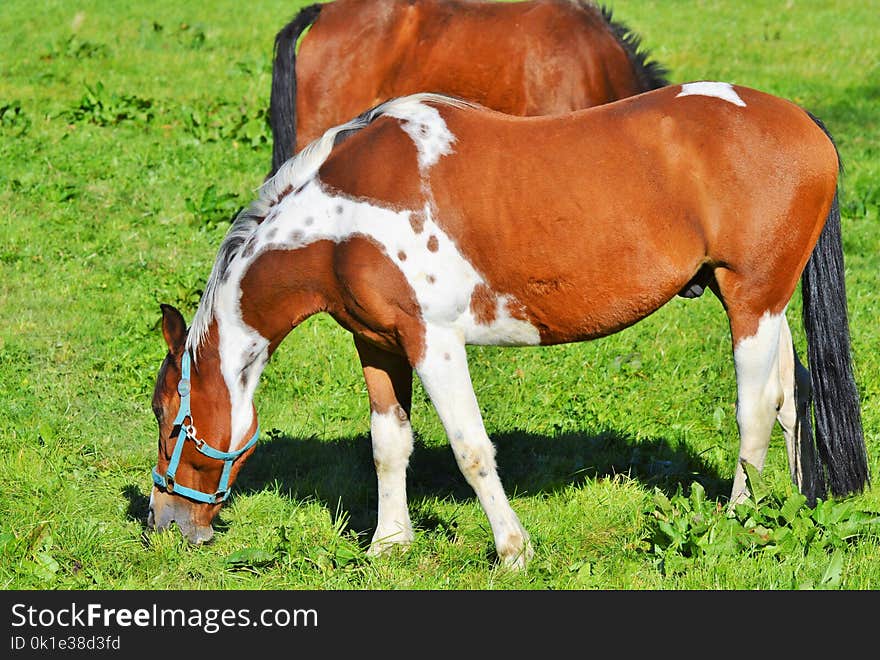 Horse, Pasture, Grazing, Mare