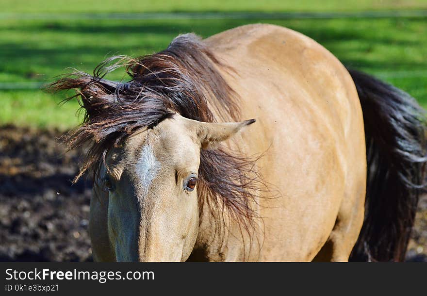 Horse, Mane, Horse Like Mammal, Fauna