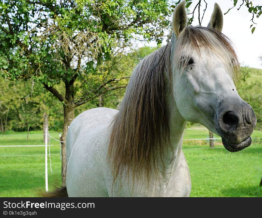 Horse, Mane, Horse Like Mammal, Mare