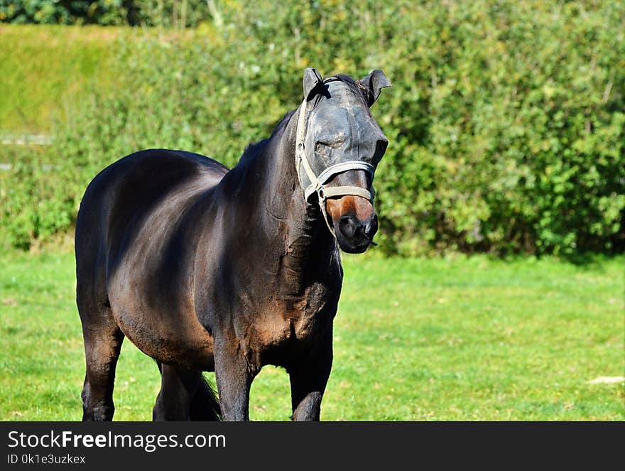 Horse, Pasture, Stallion, Mare