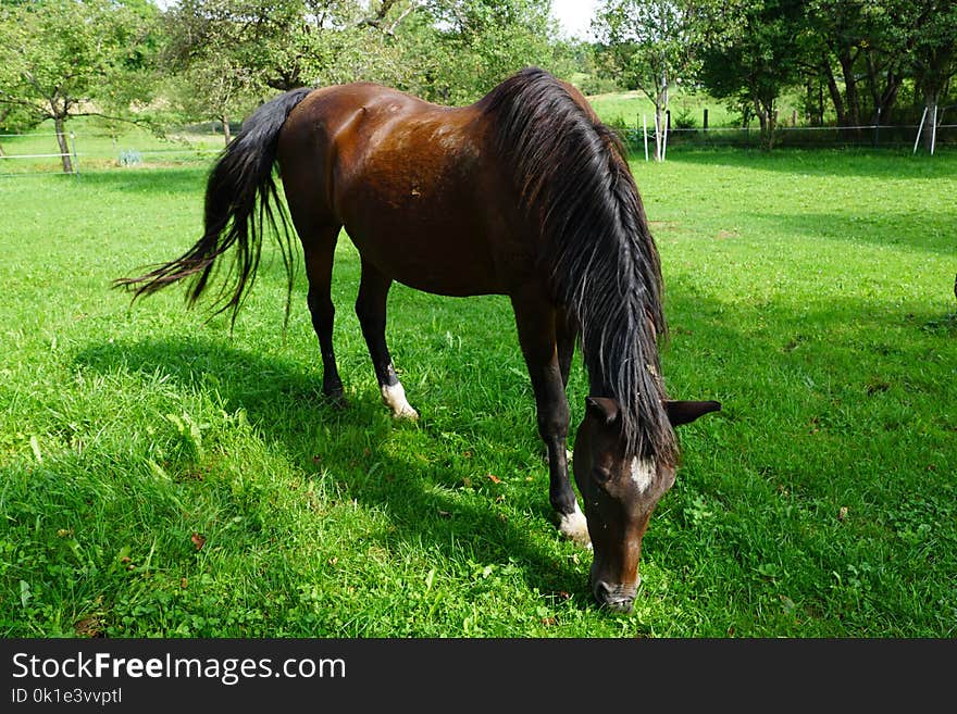 Horse, Pasture, Grazing, Grass