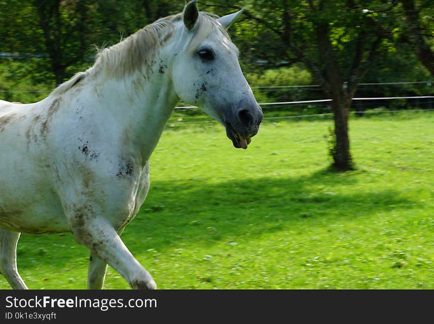 Horse, Pasture, Ecosystem, Mane